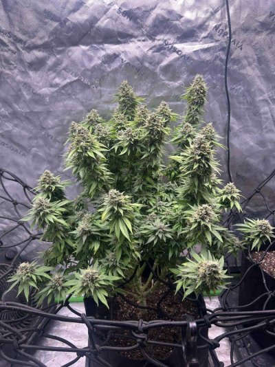 G13 RESURRECTION PROJECT commencing now!!