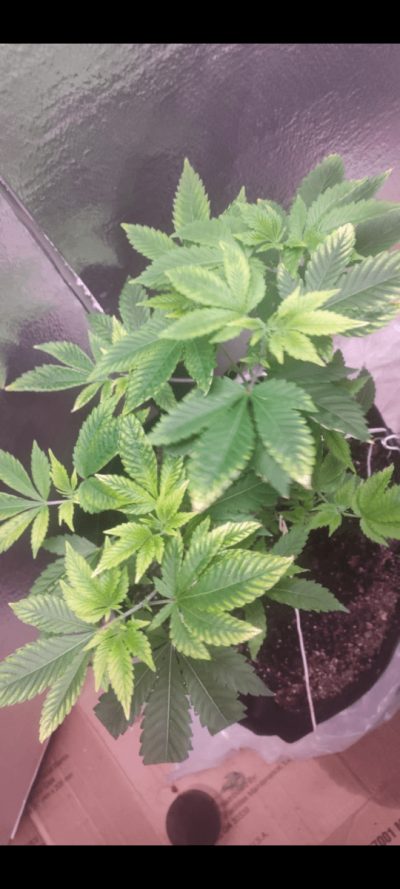 Please help! Nute burn or deficiency?