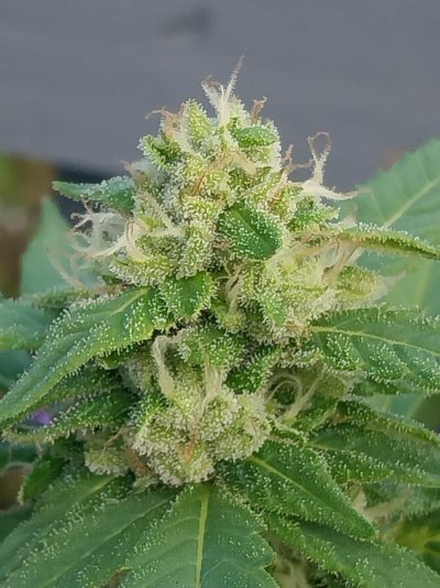 Need info on autoflower and of anyone has greenhouse experience
