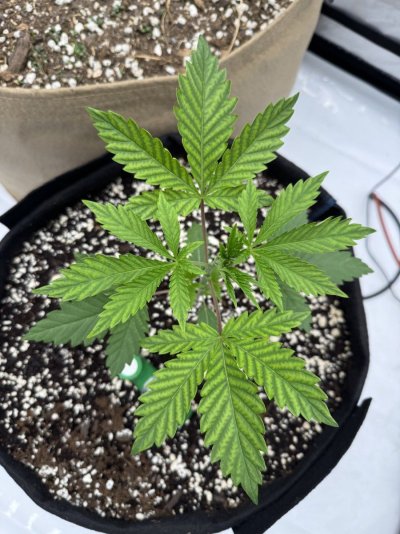 Help assess my plant’s issues!