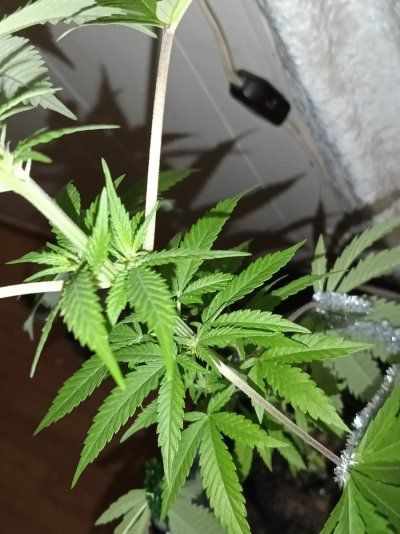 The Great Outdoor 2025 grow season