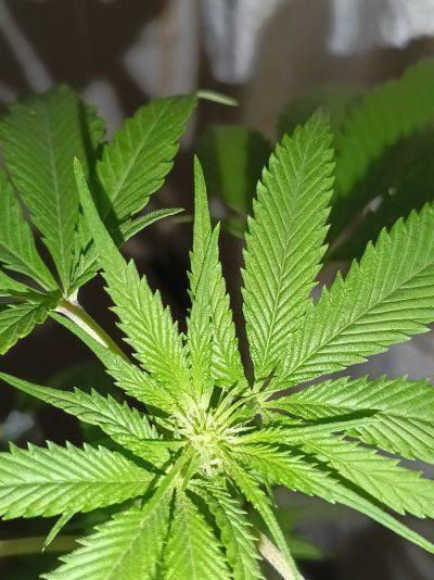 The Great Outdoor 2025 grow season