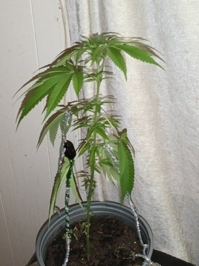 The Great Outdoor 2025 grow season
