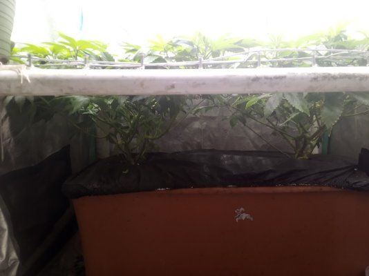 7Munkee's Perpetual Organics and Earthboxes