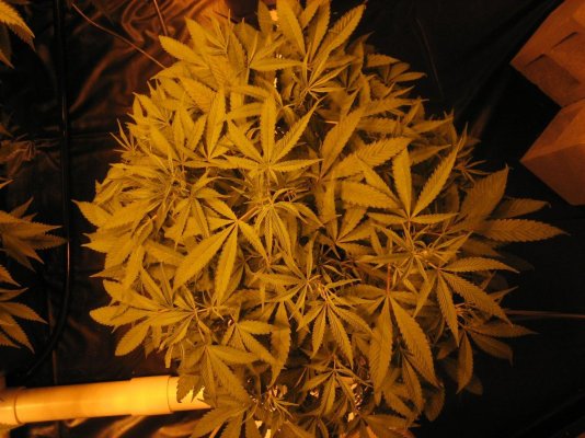IMG_6606.JPG