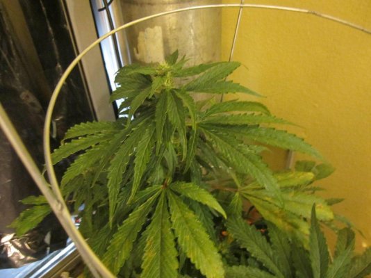 bottom-half-of-leaves-yellowing-help.jpg
