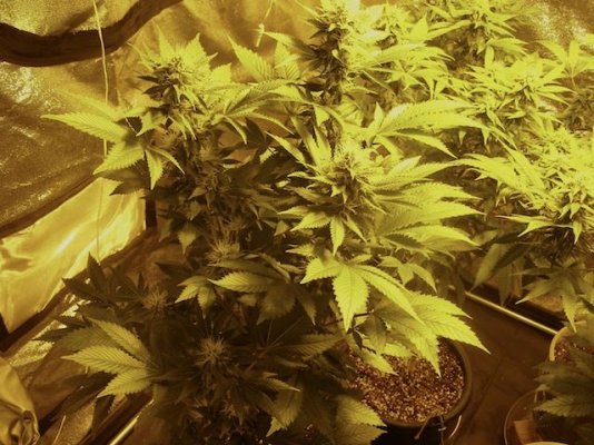 RP OG Kush
