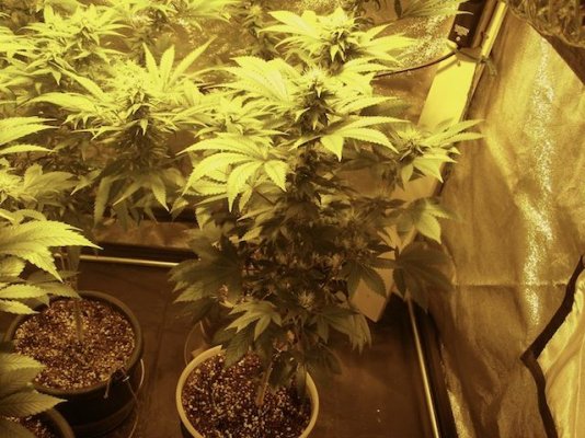 RP OG Kush
