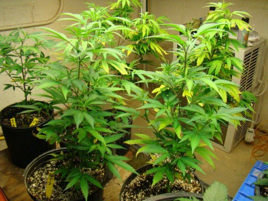brand-new-grower-pics-3.jpg
