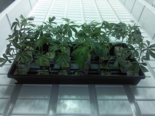 dec28-clones2.jpg