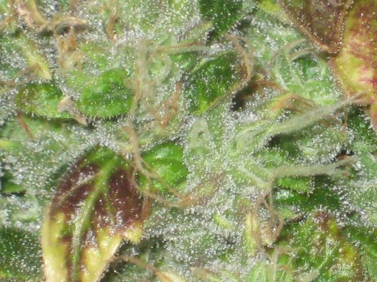 sd2 day81h c.JPG