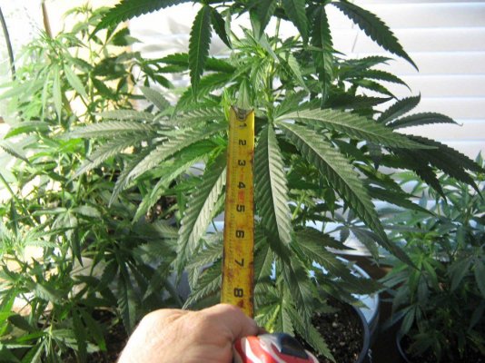 BG#12leaf12_31.jpg