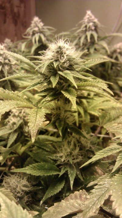 Diamond OG df33:3.jpg