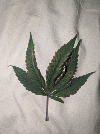 What is going on here?