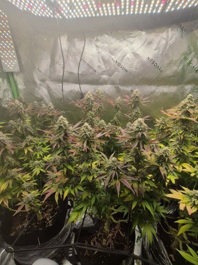 Trichomes not turning amber, first grow.