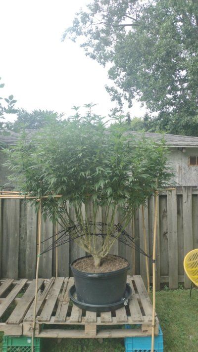2025 outdoor grows! Let’s see em!