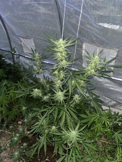 cannabis-photos-9.jpeg