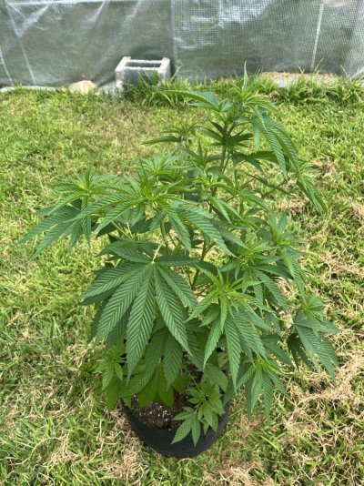 cannabis-photos-17.jpeg