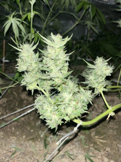 cannabis-photos-18.jpeg