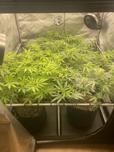 doobers grow tent, seedlings clones and flowers