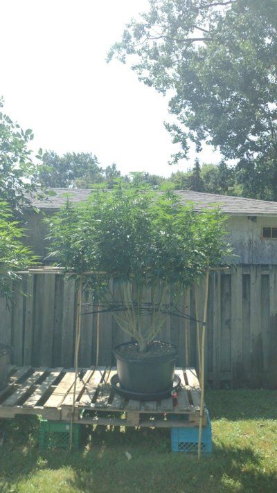 2025 outdoor grows! Let’s see em!