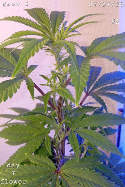 30 years since i was able to grow some weeds. i am now the proud parent of some beautiful girls....  :  )(  :