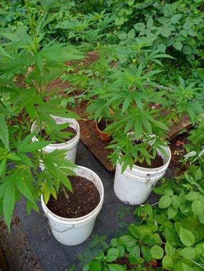 bag-seed-lol-4.jpg
