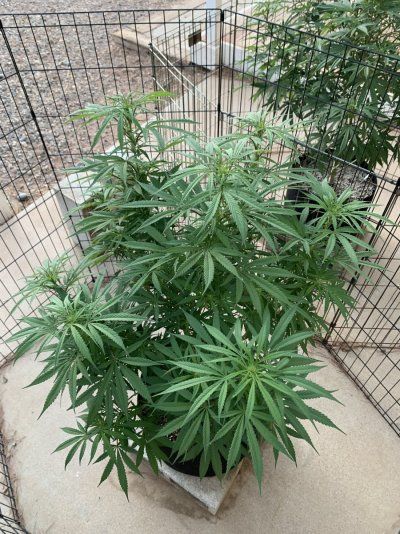 TGR’s High Elevation Grow Journey