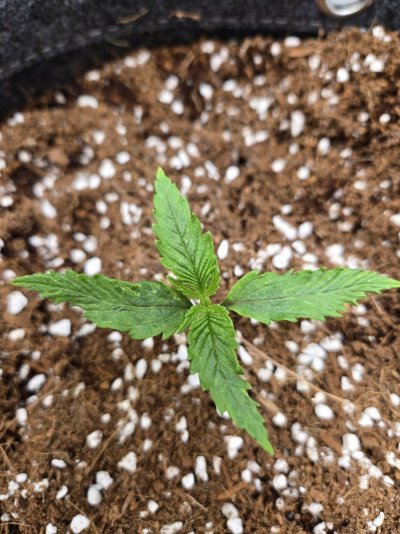 my-vgrow-having-some-issues-5.jpg