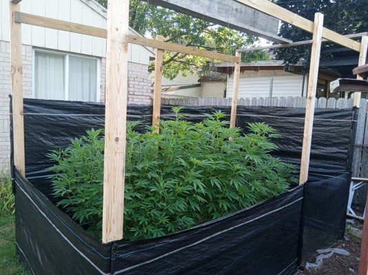 2025 outdoor grows! Let’s see em!