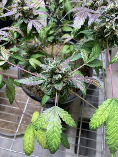 IMG_7272.jpeg