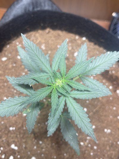 Should I top this plant?