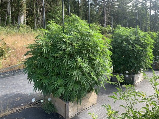 Captain red beard seeds of Eugene Oregon