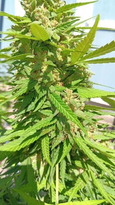 growing-outside-in-colorado-mountains-cola-happy.jpg
