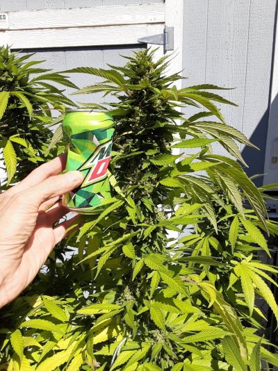 growing-outside-in-colorado-mountains-cola-happy-8.jpg