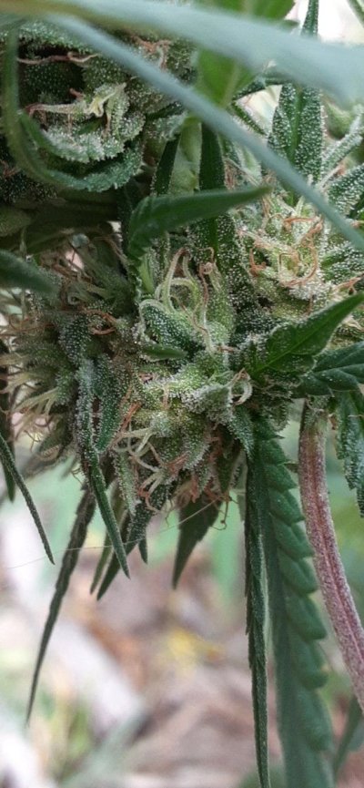 growing-outside-in-colorado-mountains-cola-happy-13.jpg