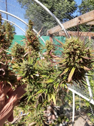 growing-outside-in-colorado-mountains-cola-happy-15.jpg