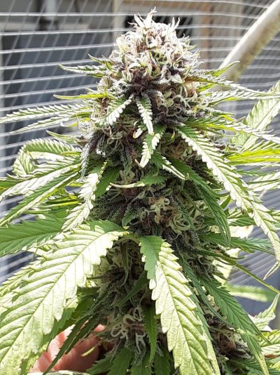 growing-outside-in-colorado-mountains-cola-happy-19.jpg