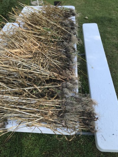 Cpurola's Outdoor grow in Southeast Michigan 2025