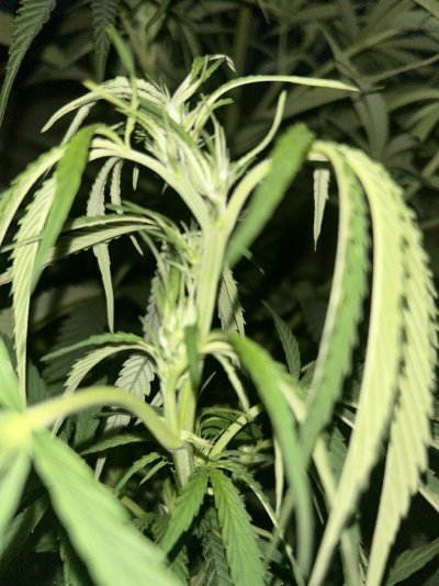 looking-for-help-confirming-flowering-stage-2.jpeg