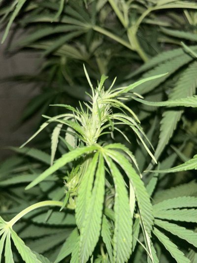 looking-for-help-confirming-flowering-stage-3.jpeg
