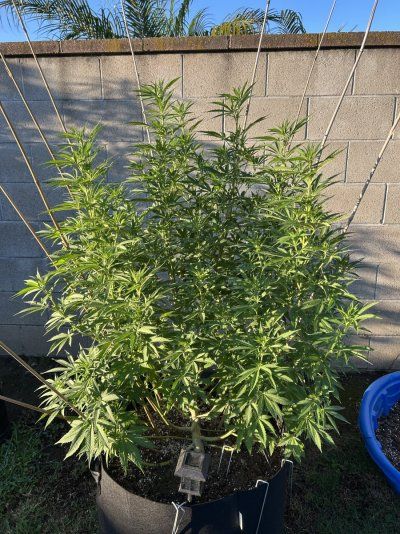IMG_2255.jpeg