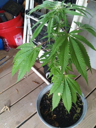 Day 21 flower
