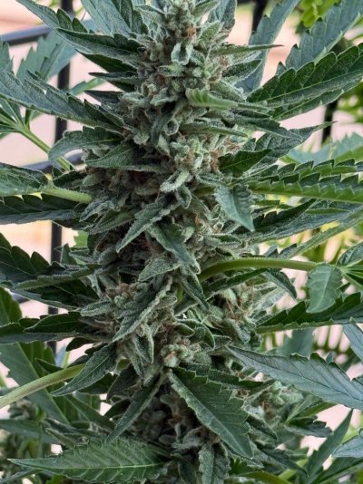 outdoor-auto---getting-close-2.jpeg