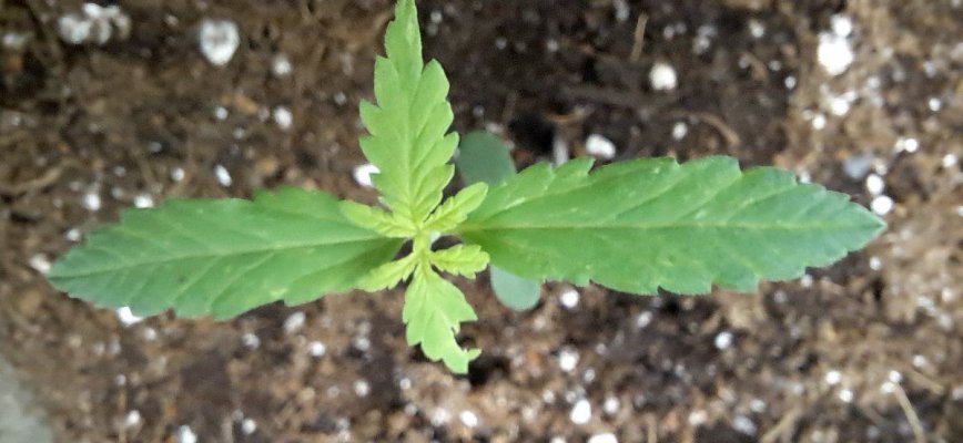 unid seedling about a week and a half old yellowing