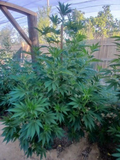 2025 outdoor grows! Let’s see em!