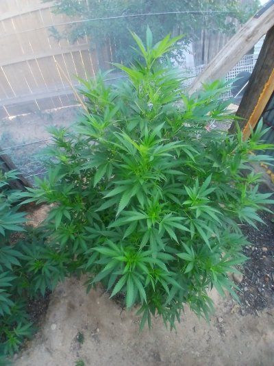2025 outdoor grows! Let’s see em!