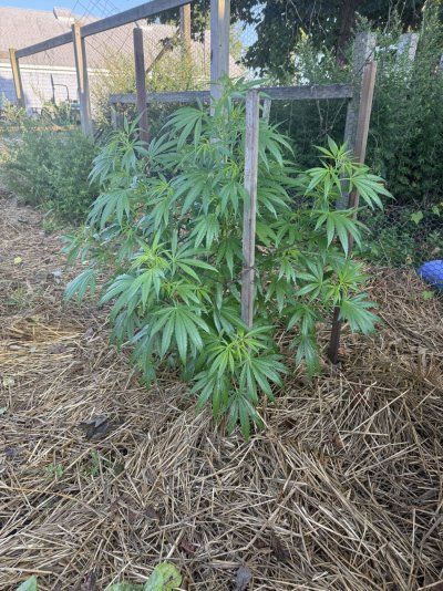 2025 outdoor grows! Let’s see em!