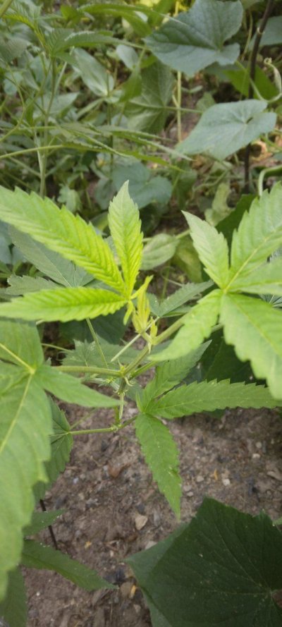 HI! First time grower here.