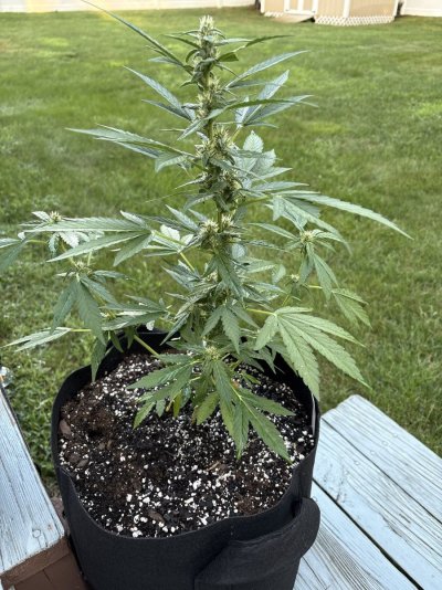 Is this a male or female white widow?